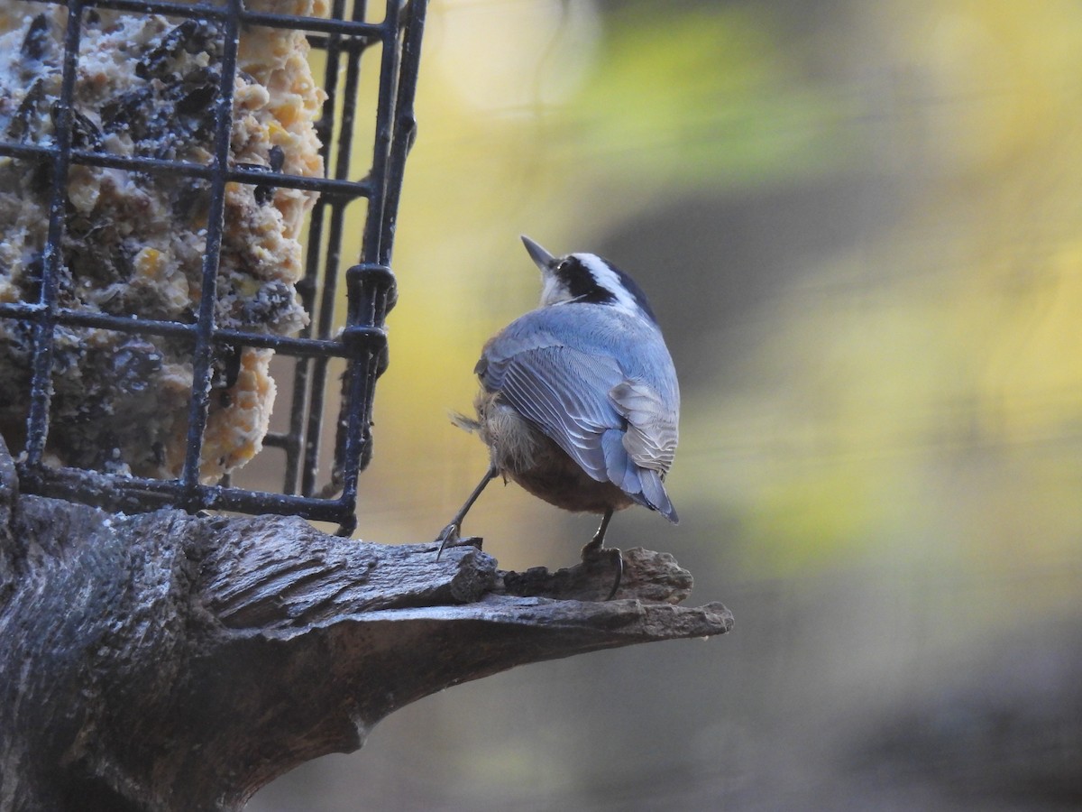 Red-breasted Nuthatch - ML644669532
