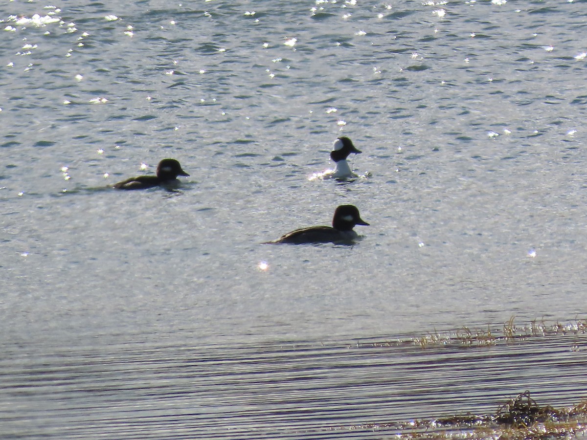 Bufflehead - ML644669535