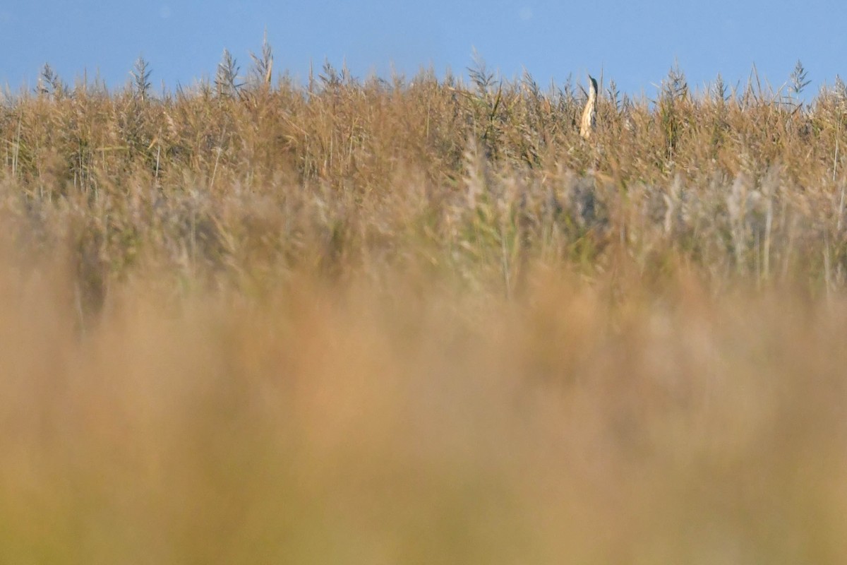 Eurasian Bittern - ML644669536