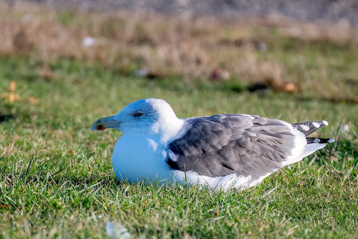 Морская чайка - ML644669556