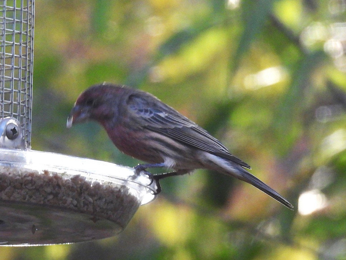 House Finch - ML644669558