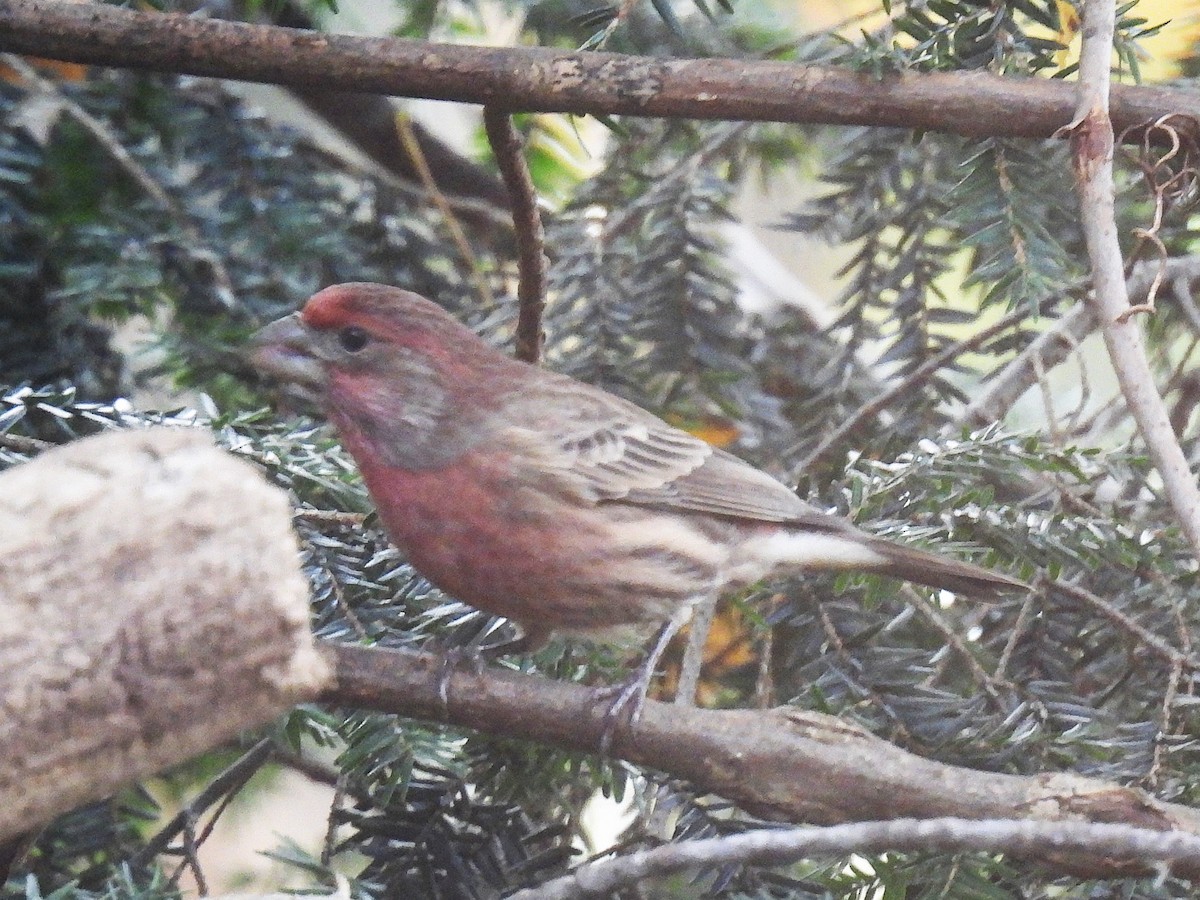 House Finch - ML644669559