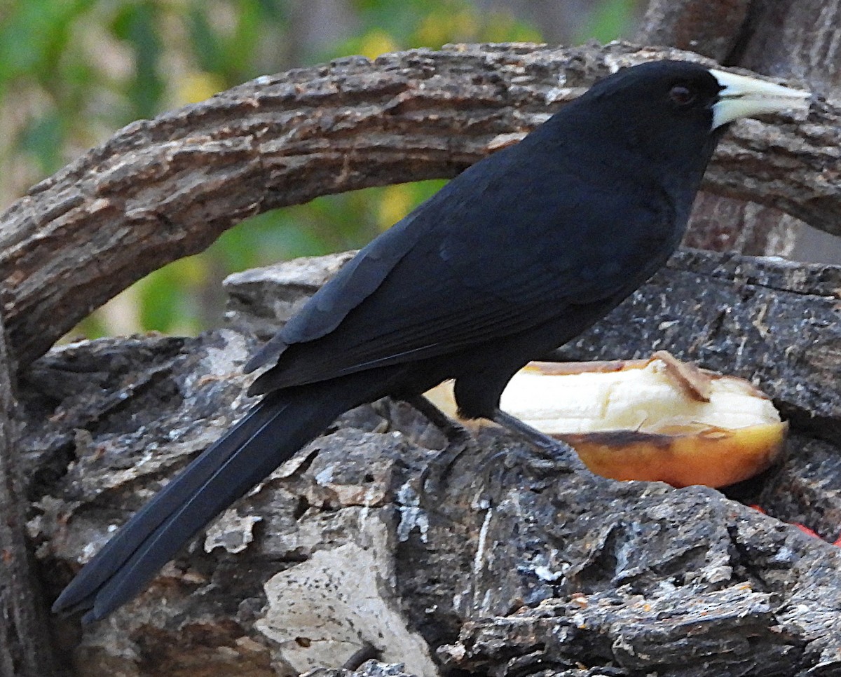 Solitary Black Cacique - ML644669567