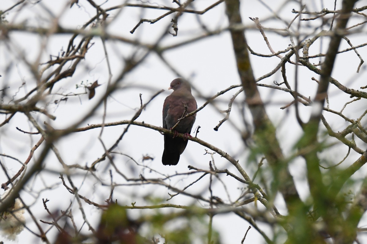 Sarı Gagalı Kızılca Güvercin - ML644669572