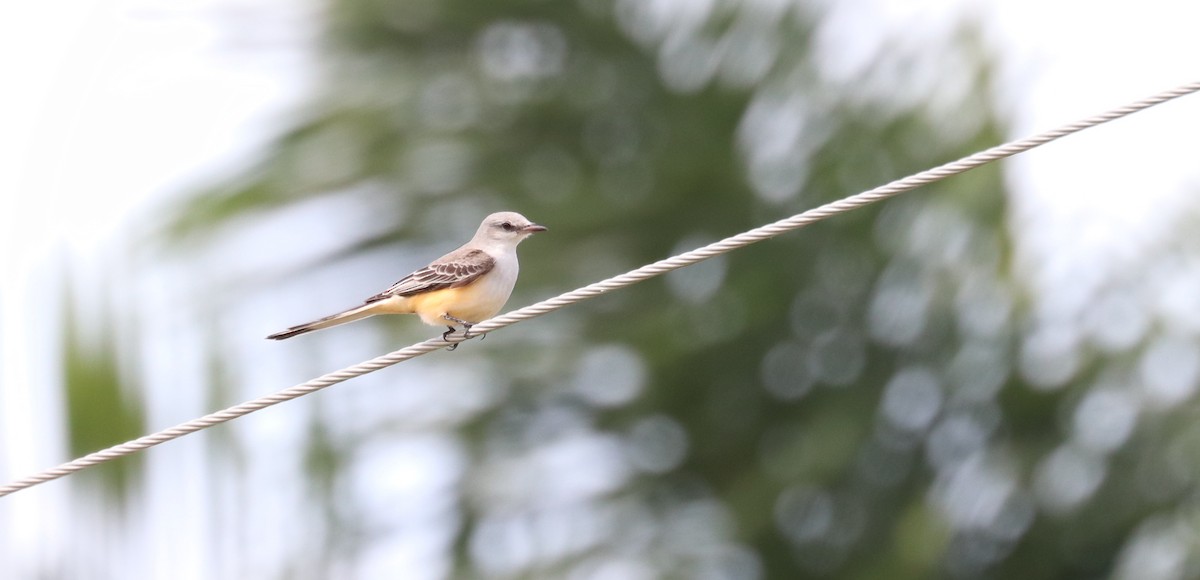 エンビタイランチョウ - ML644669574