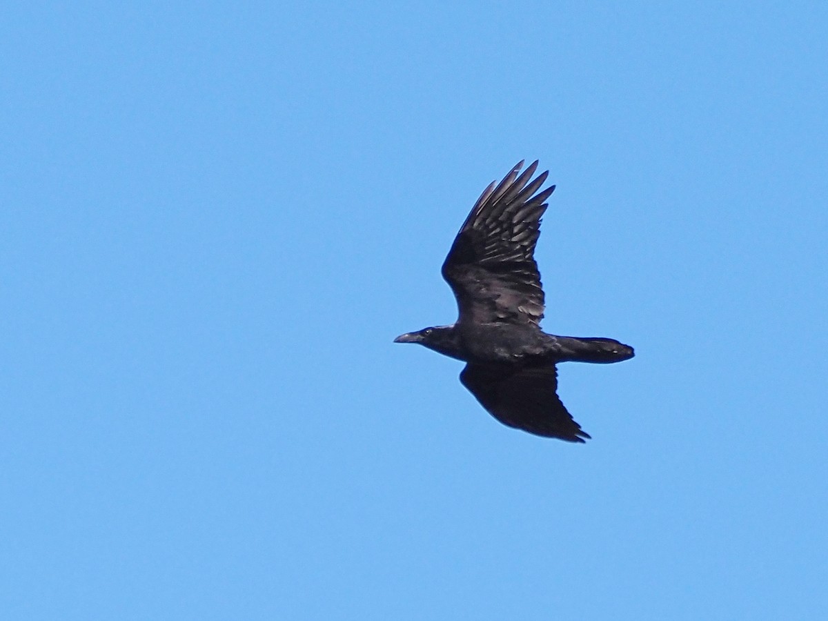 Крук звичайний - ML644669576