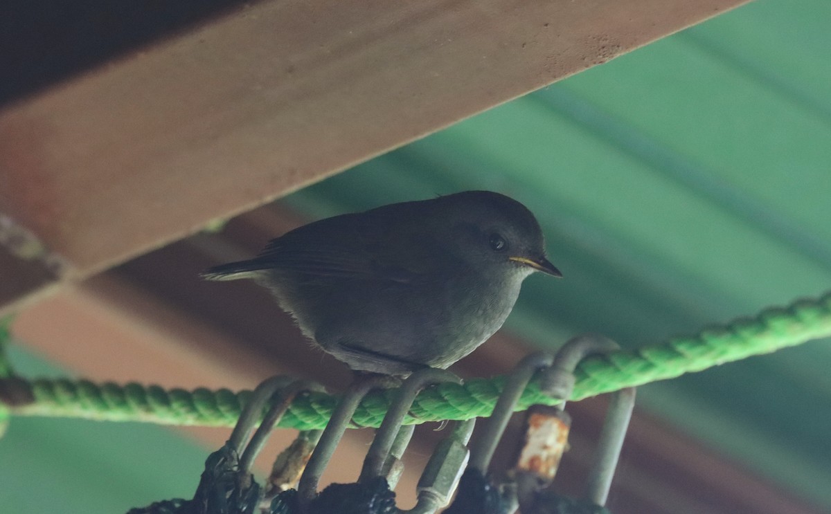 Wrenthrush - ML644669578