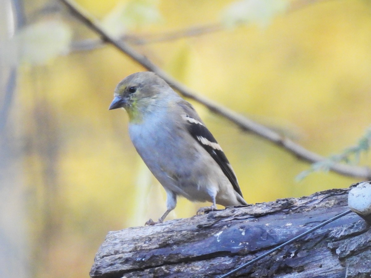 American Goldfinch - ML644669583