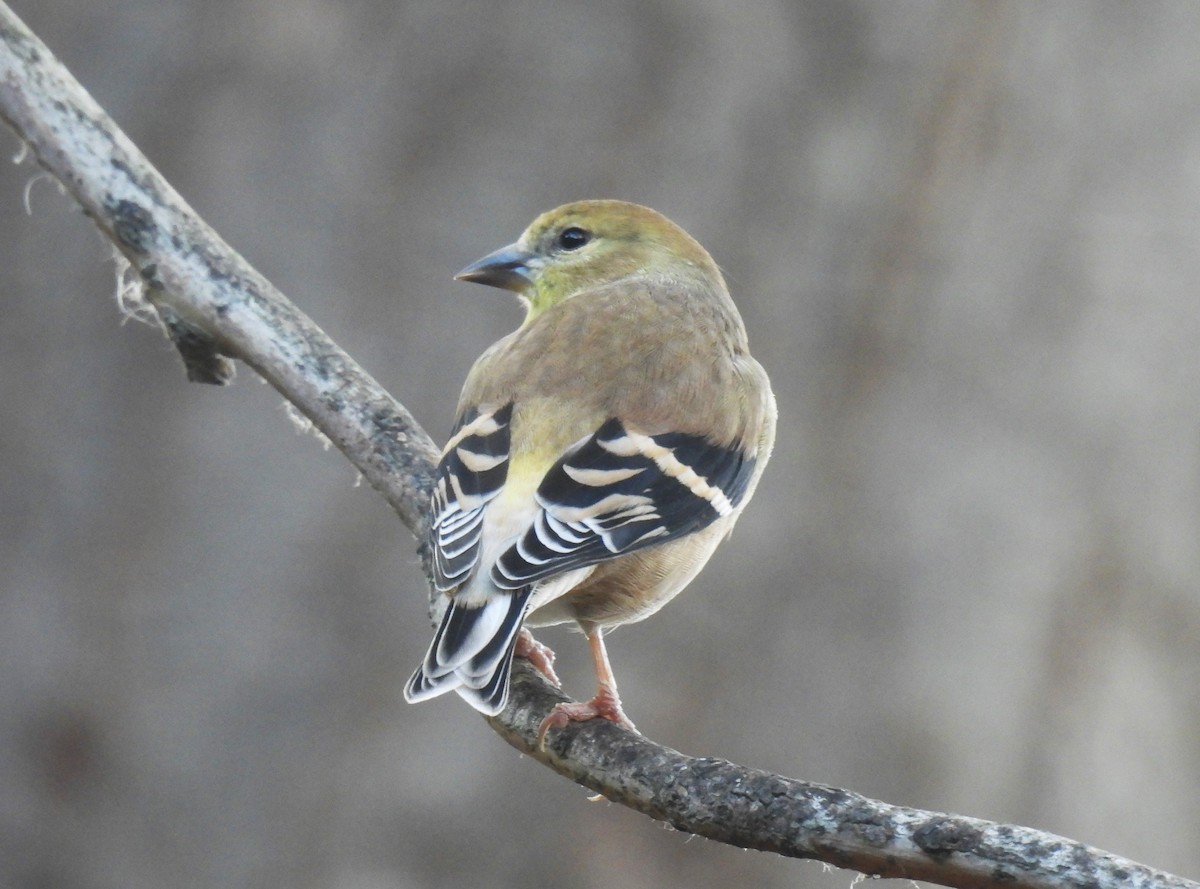 American Goldfinch - ML644669584