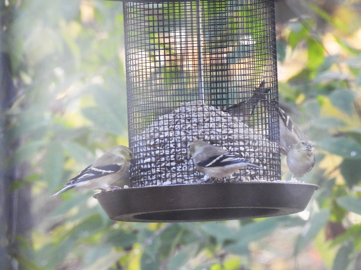 American Goldfinch - ML644669585