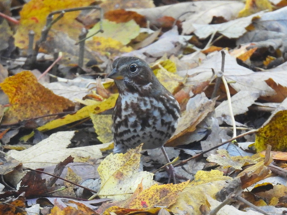 Fox Sparrow (Red) - ML644669594