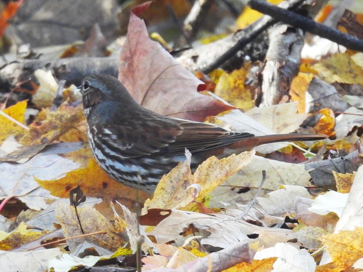Fox Sparrow (Red) - ML644669595