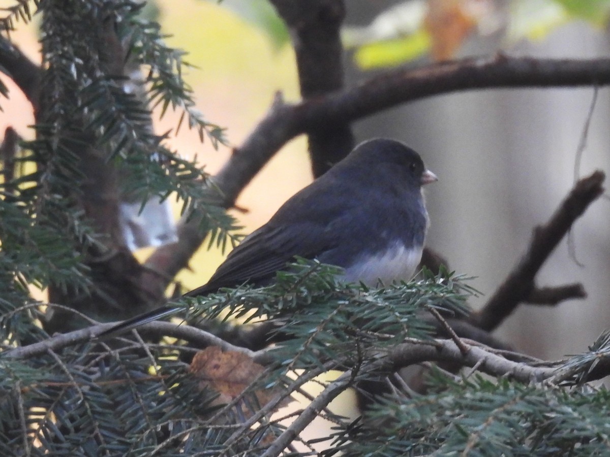 Dark-eyed Junco - ML644669599