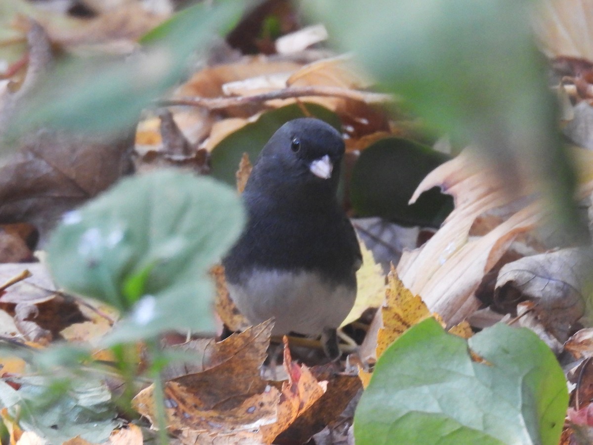 Dark-eyed Junco - ML644669600