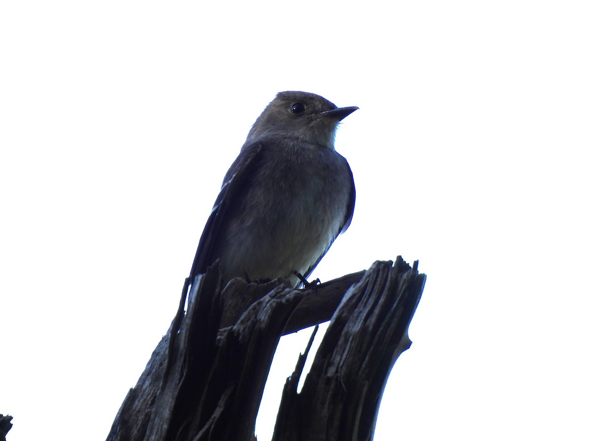 Pioui de l'Ouest - ML644669604