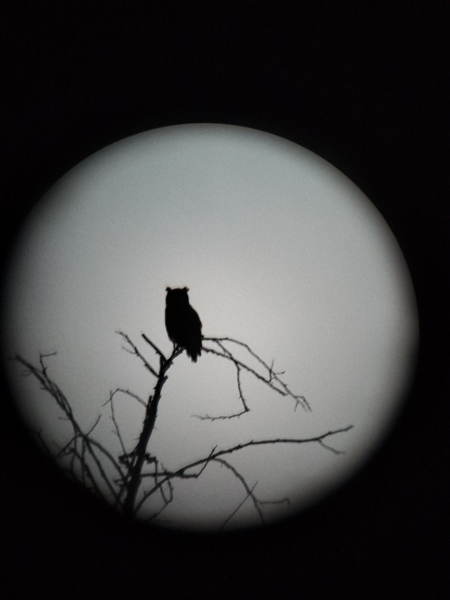 Great Horned Owl - ML644669607