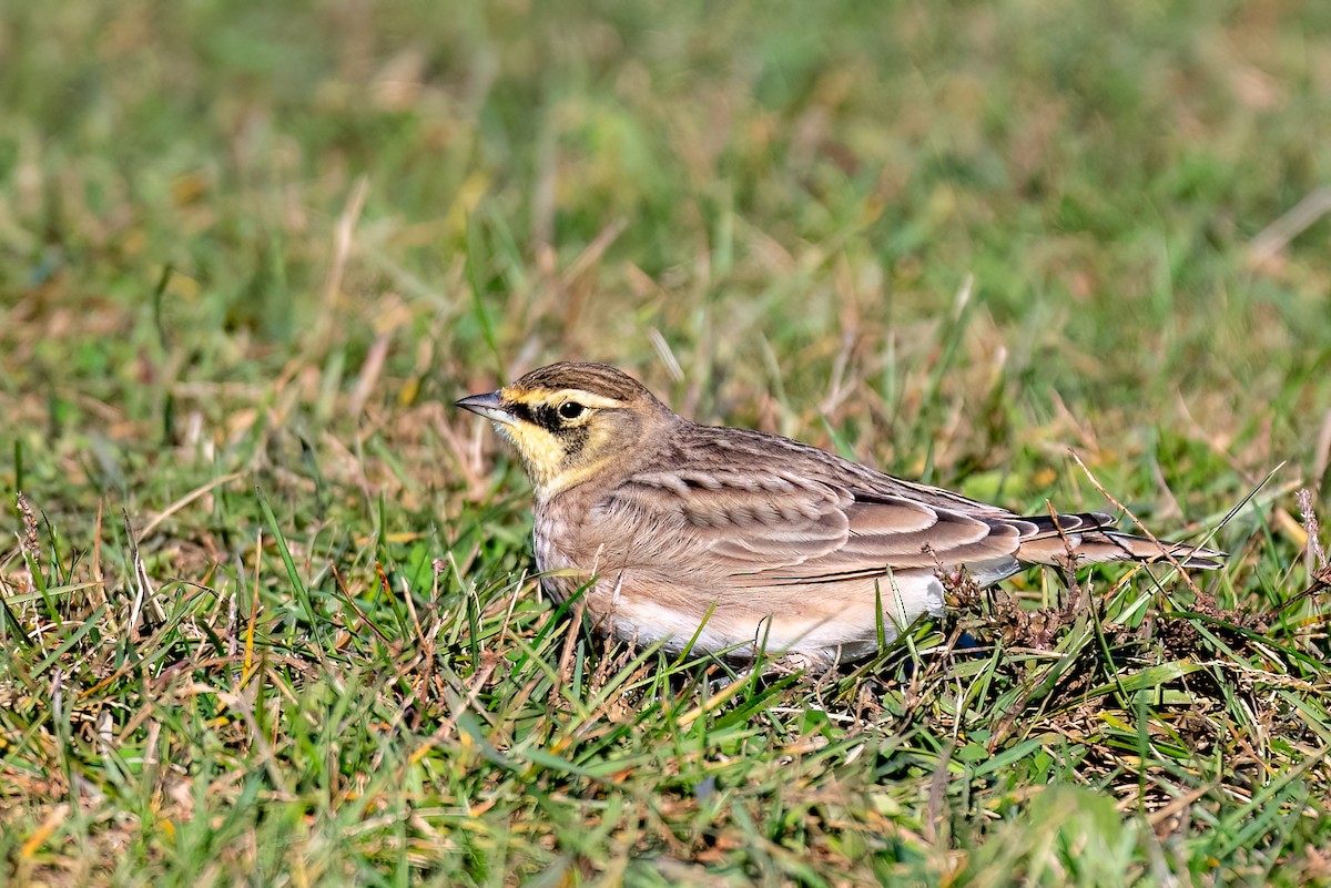 Рогатый жаворонок - ML644669610
