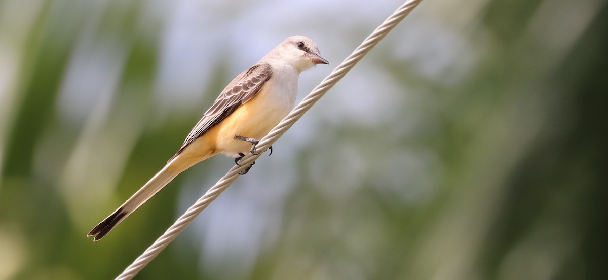 エンビタイランチョウ - ML644669617