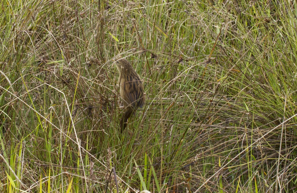 Papuan Grassbird - ML644669619