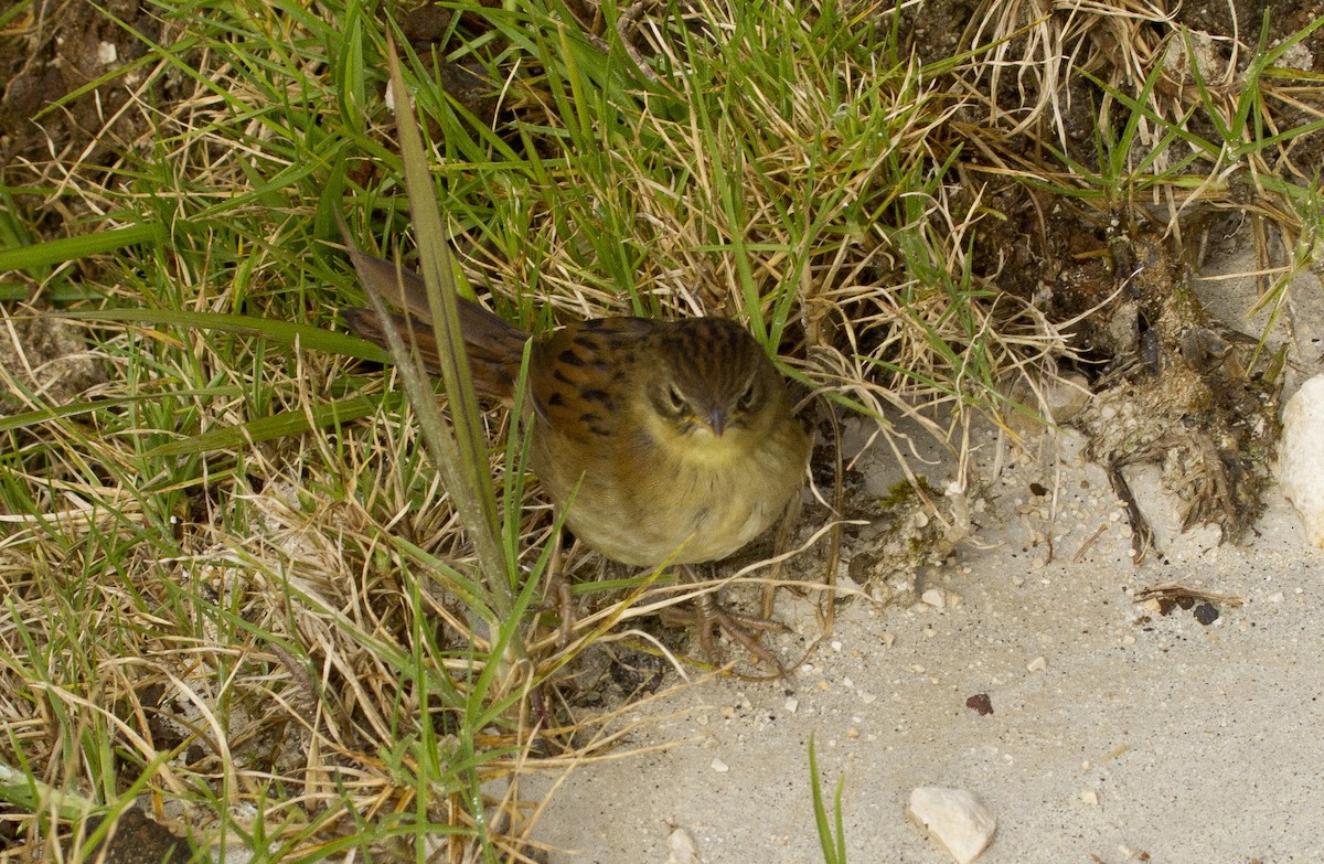 Papuan Grassbird - ML644669620