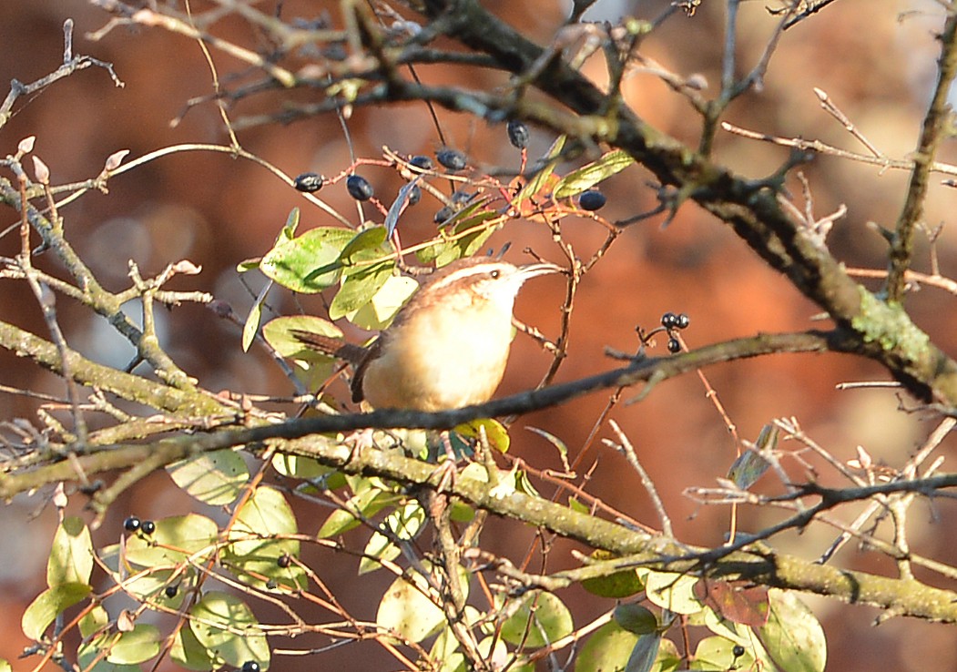 Carolina Wren - ML644669623