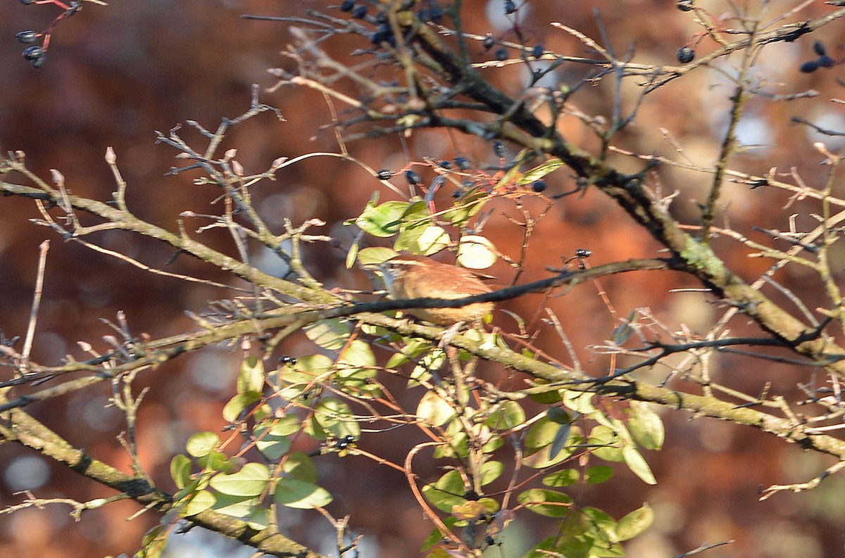 Carolina Wren - ML644669624