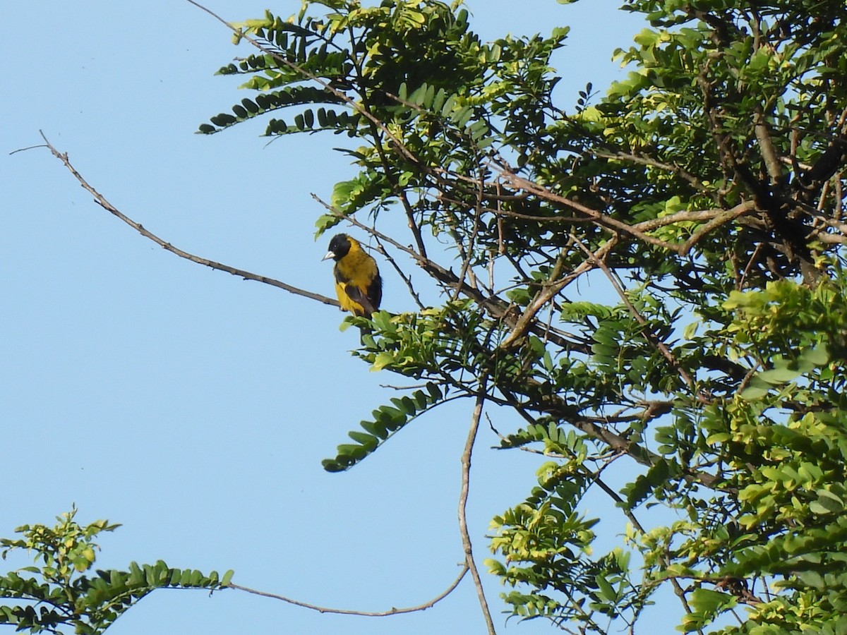 Black-headed Siskin - ML644669629