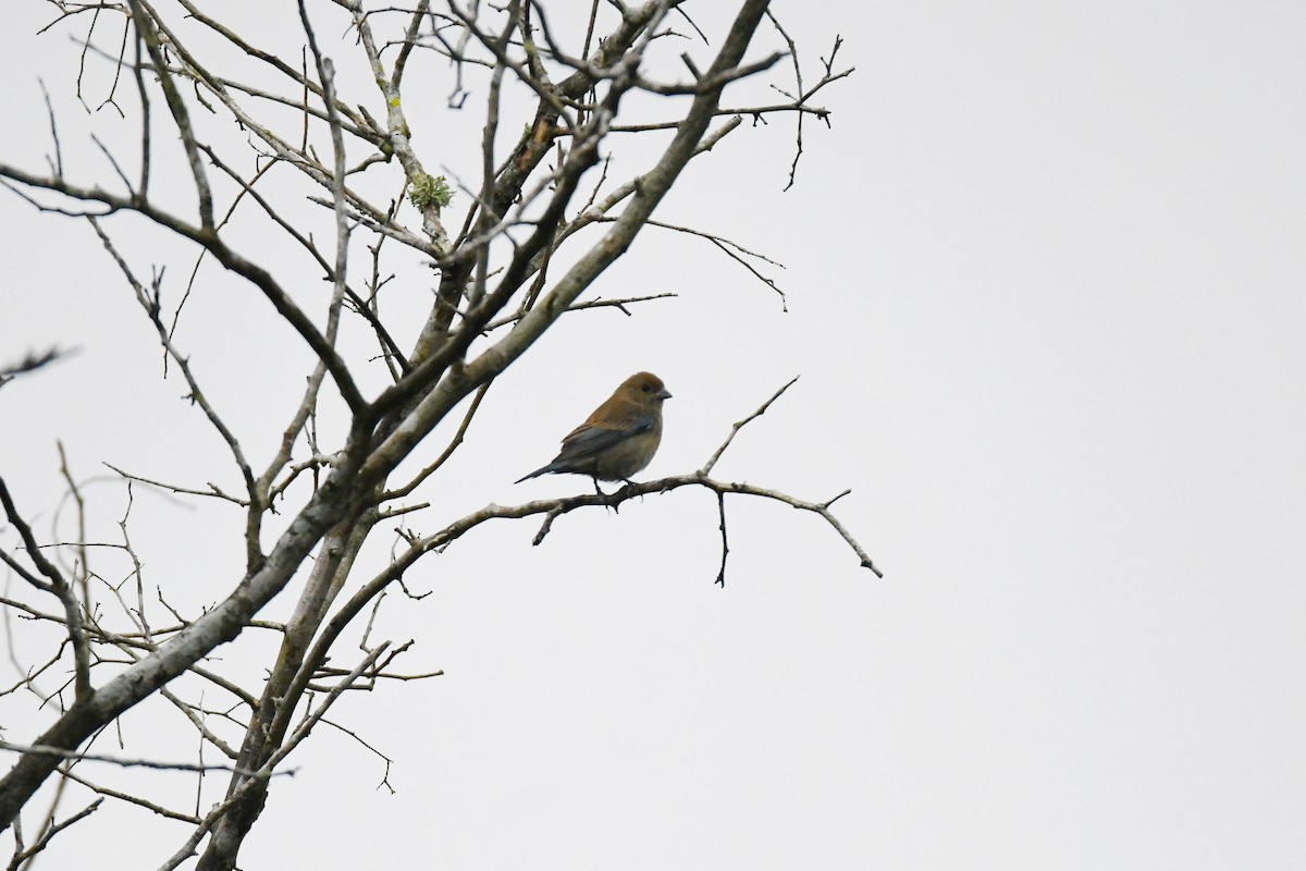 indigospurv - ML644669630