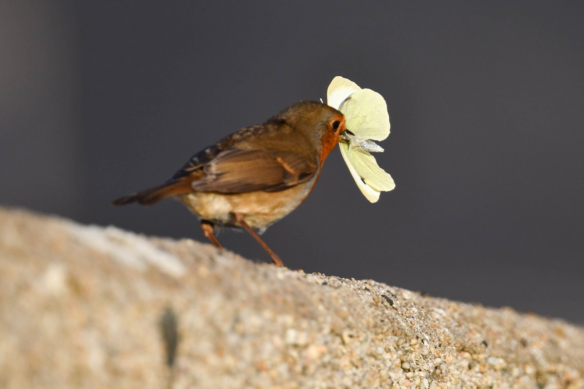 European Robin - ML644669632