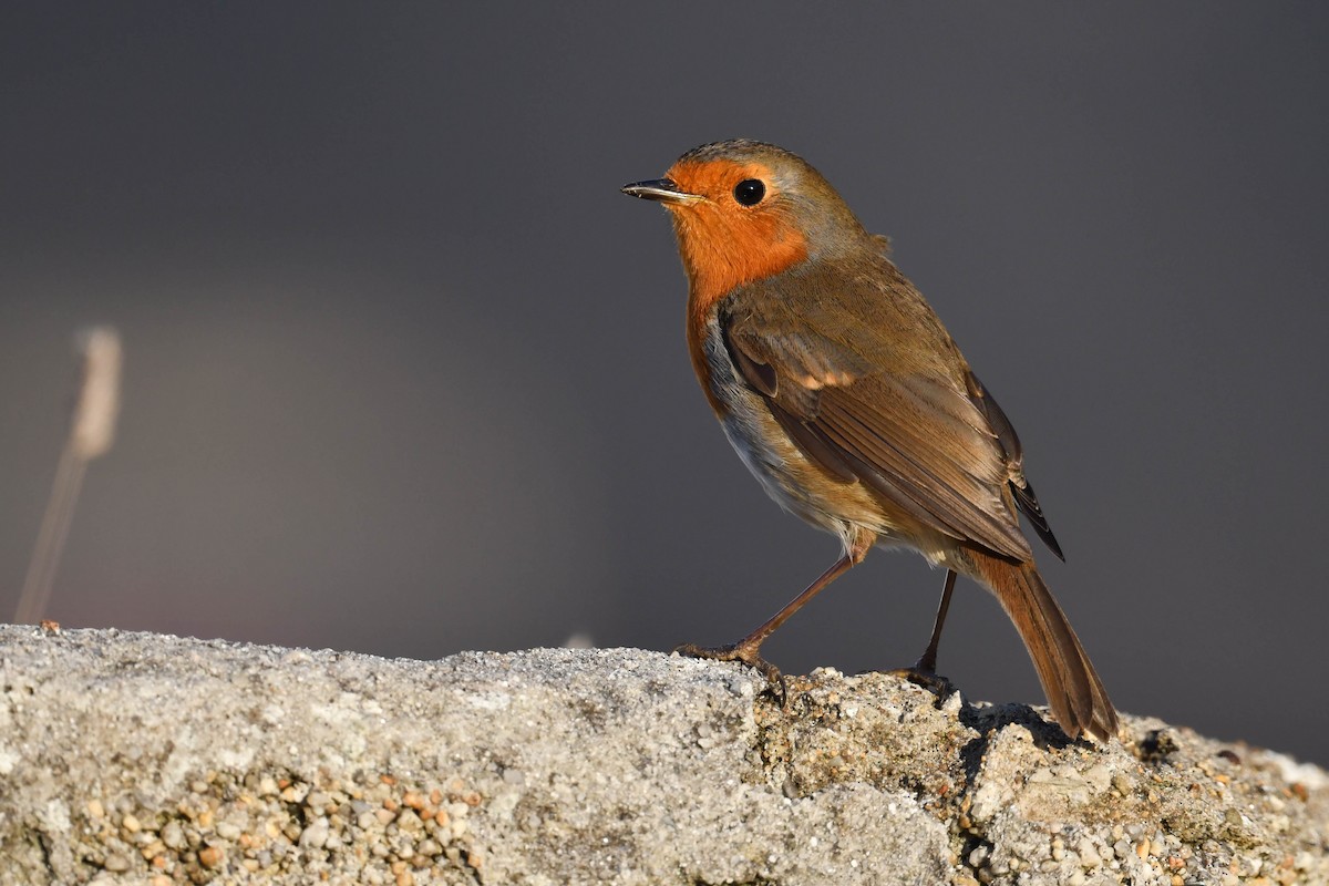 European Robin - ML644669633