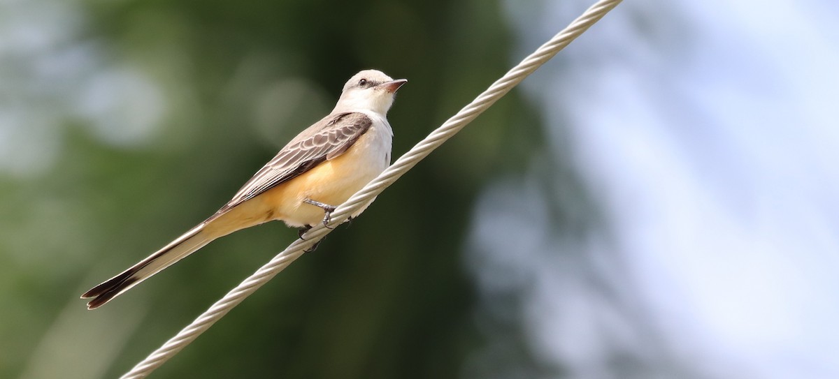 エンビタイランチョウ - ML644669637