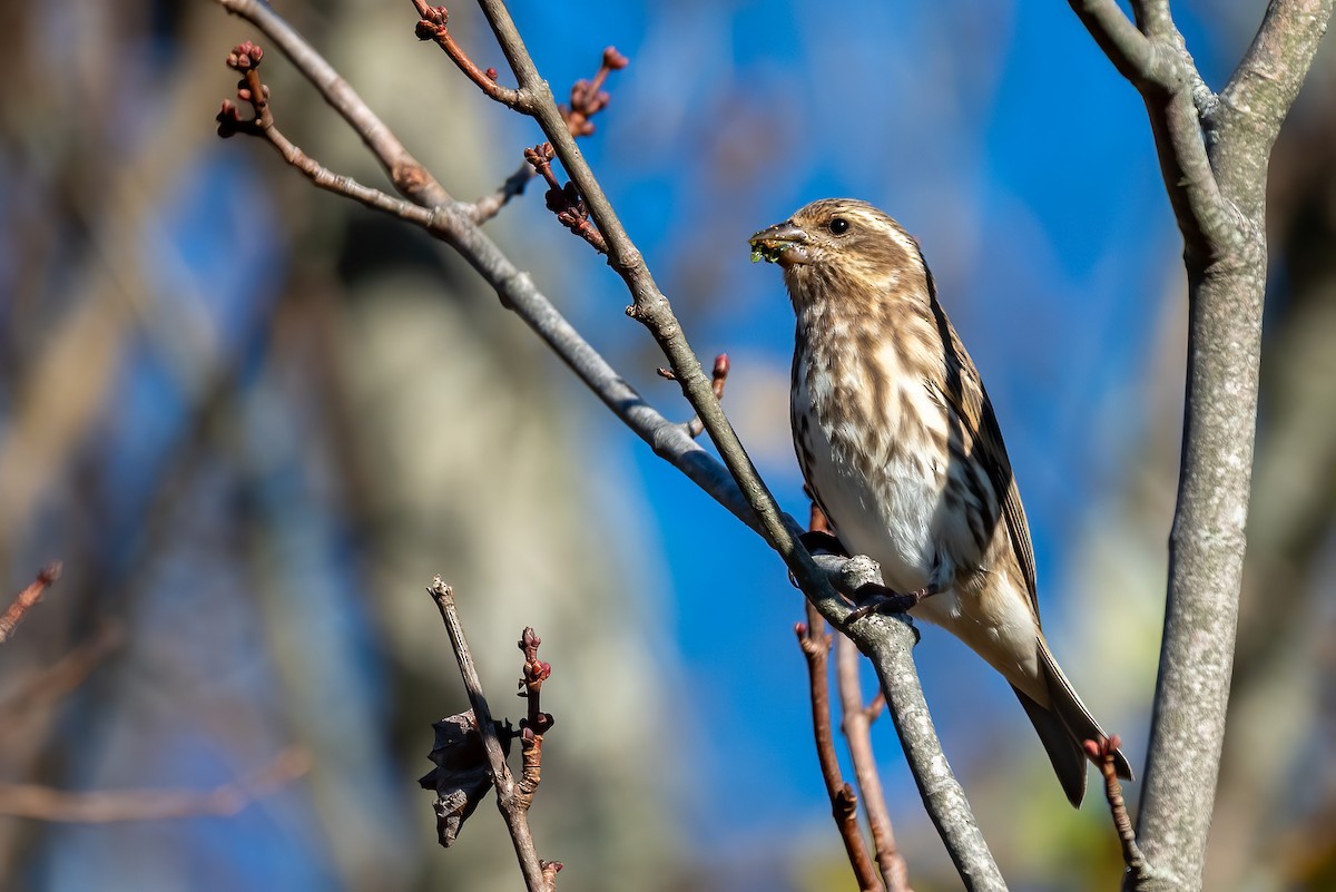 hýl nachový - ML644669641