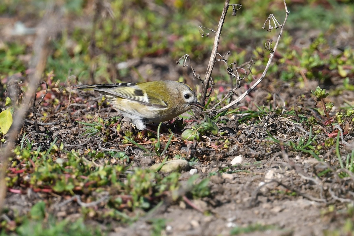Goldcrest - ML644669643