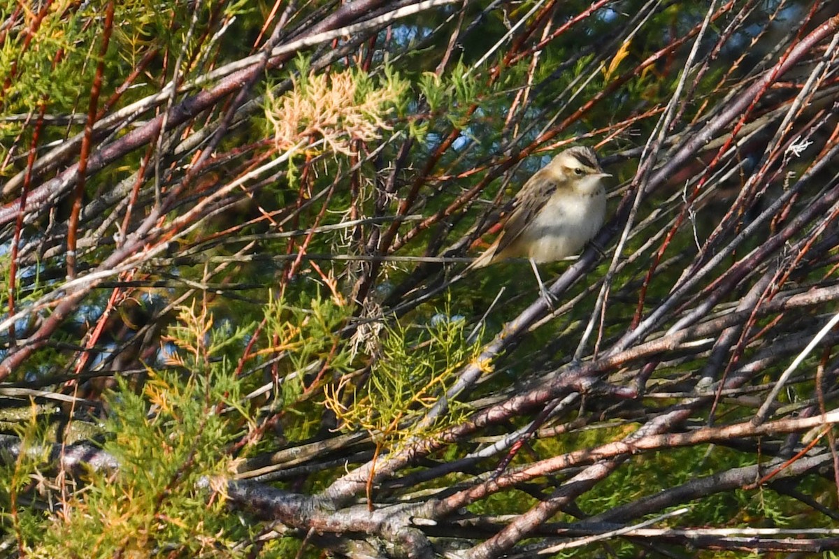 Sedge Warbler - ML644669649