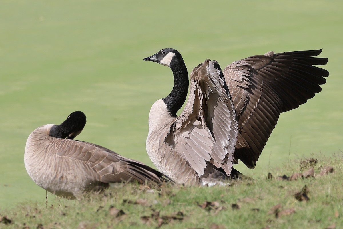 Canada Goose - ML644669666