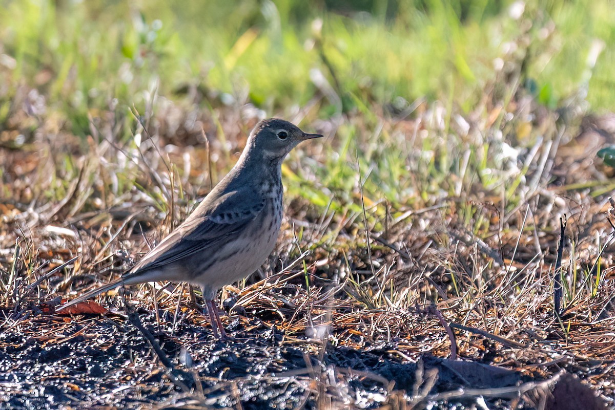 Американский конёк - ML644669676