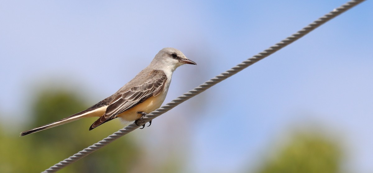 エンビタイランチョウ - ML644669691