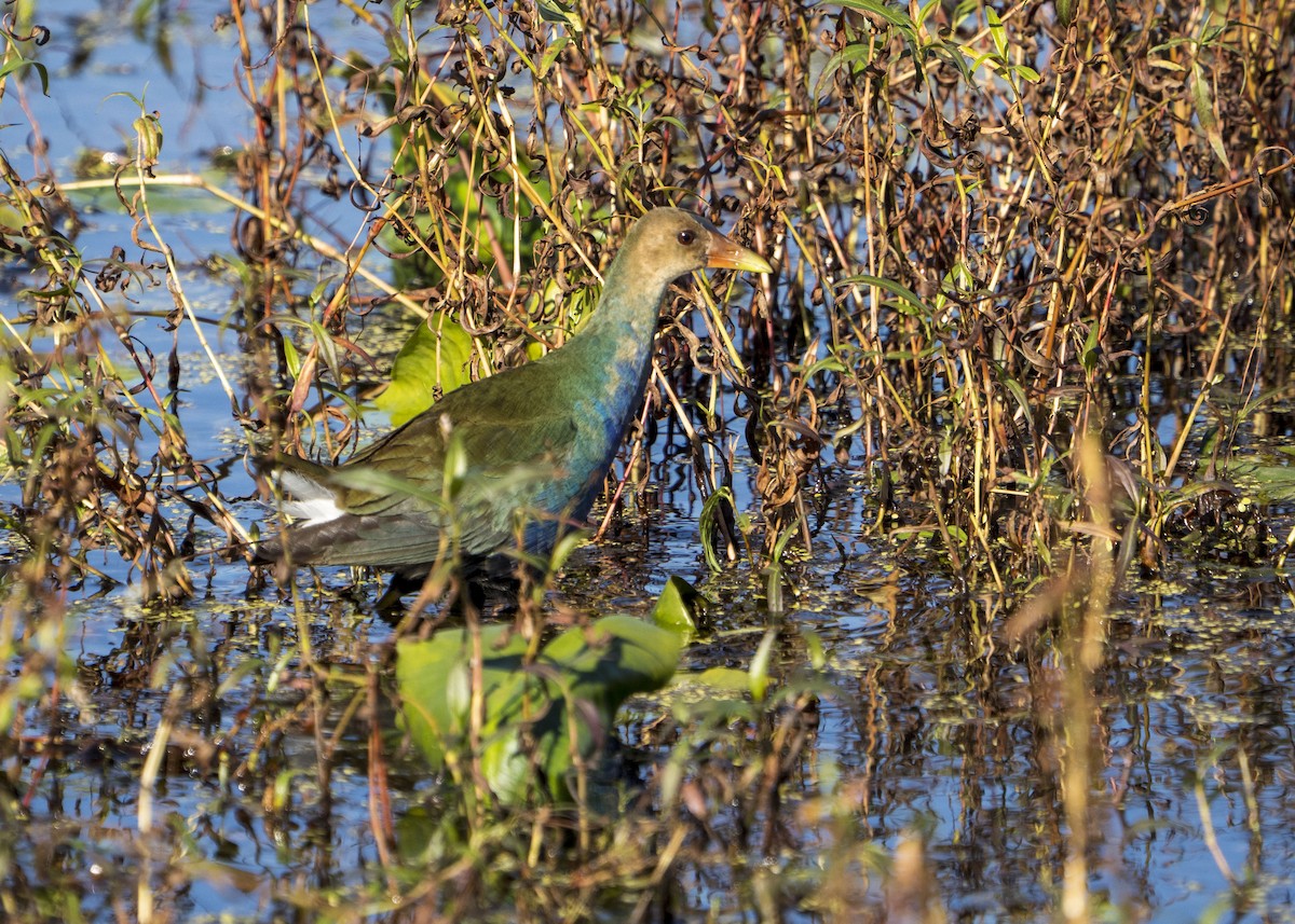 Purple Gallinule - ML644669693