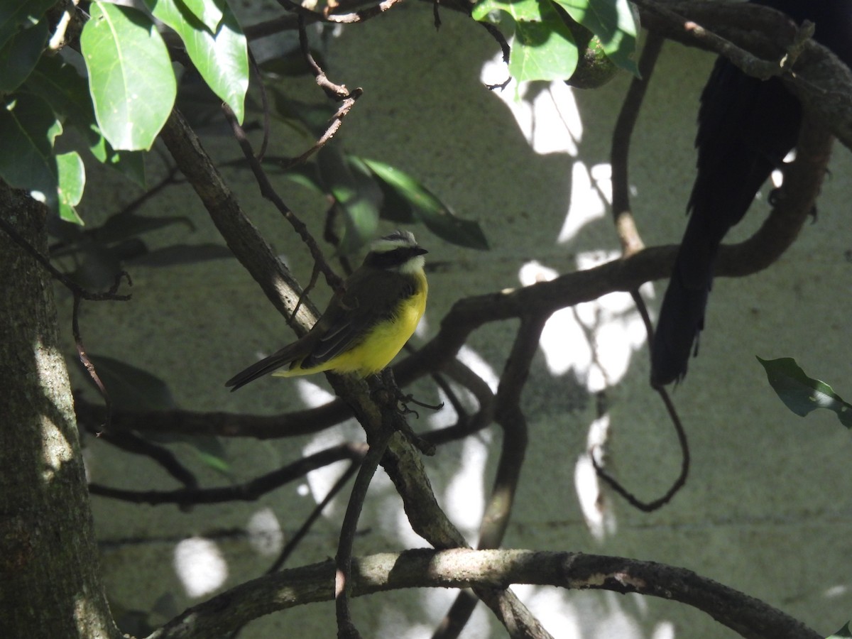 Rotscheitel-Maskentyrann - ML644669706