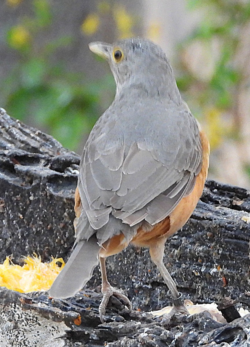 Rufous-bellied Thrush - ML644669715
