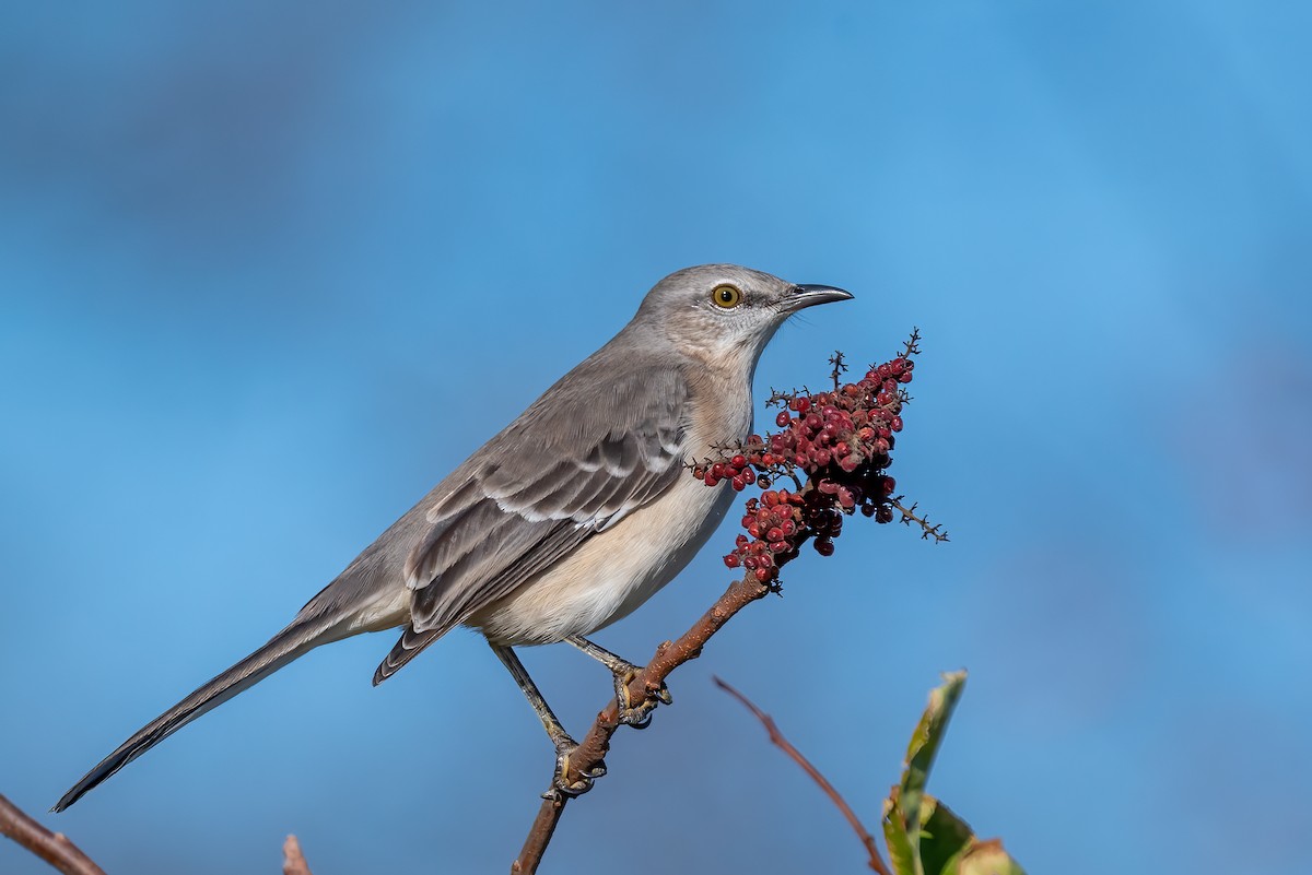Многоголосый пересмешник - ML644669718