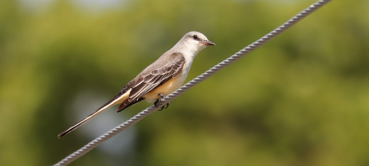 エンビタイランチョウ - ML644669724