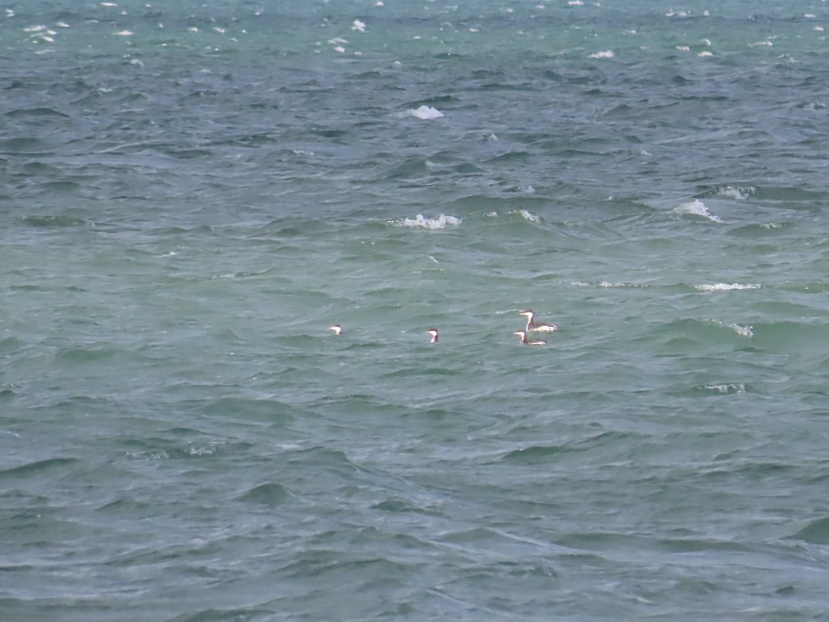 角鸊鷉 - ML644669730