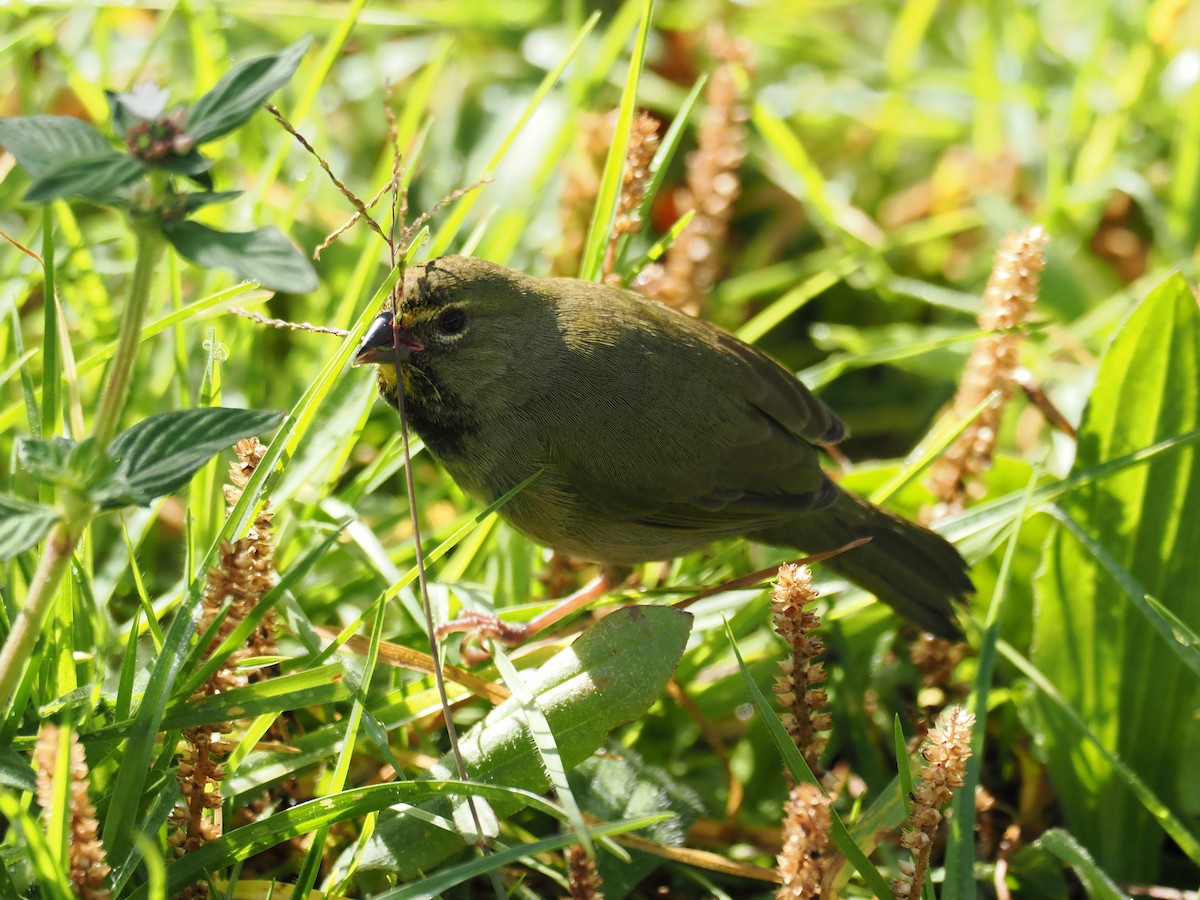 Yellow-faced Grassquit - ML644669733