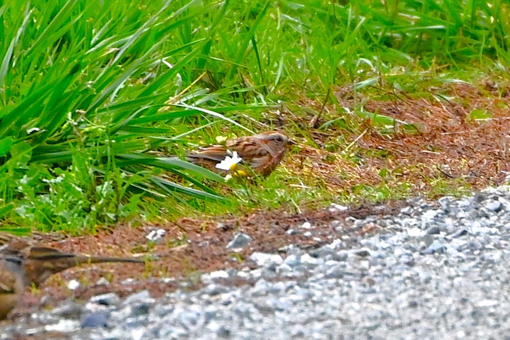 American Tree Sparrow - ML644669739