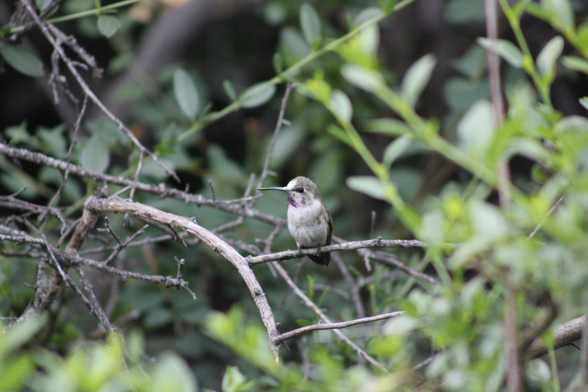Costa's Hummingbird - ML644669741