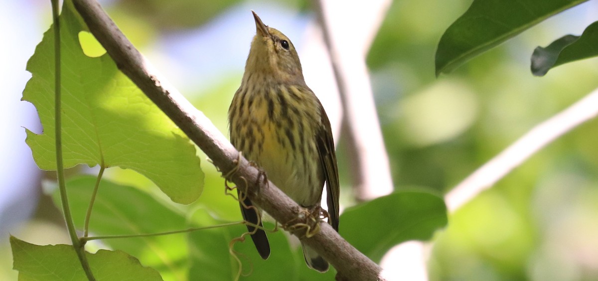 ホオアカアメリカムシクイ - ML644669750