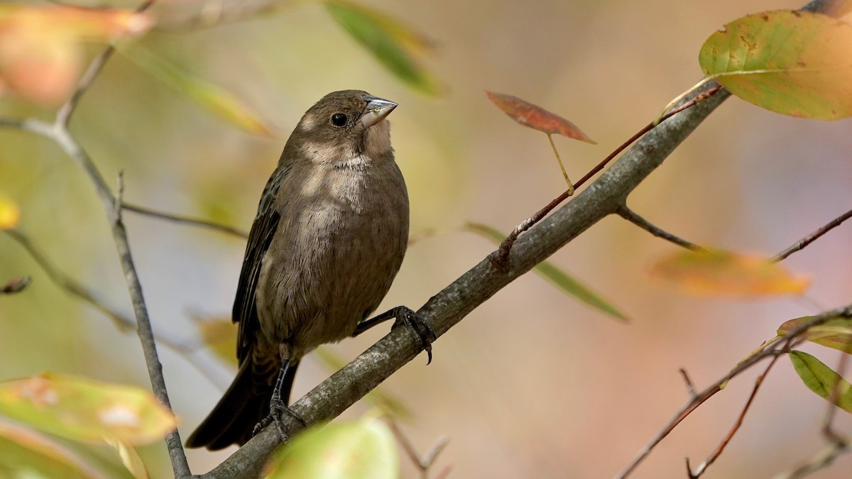 Braunkopf-Kuhstärling - ML644669756