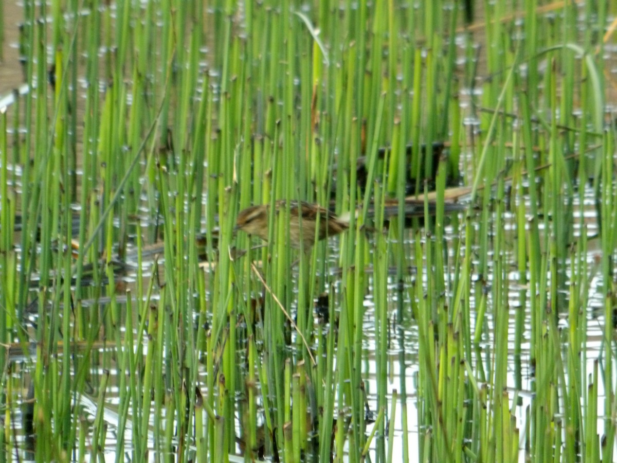 Wren-like Rushbird - ML644669757