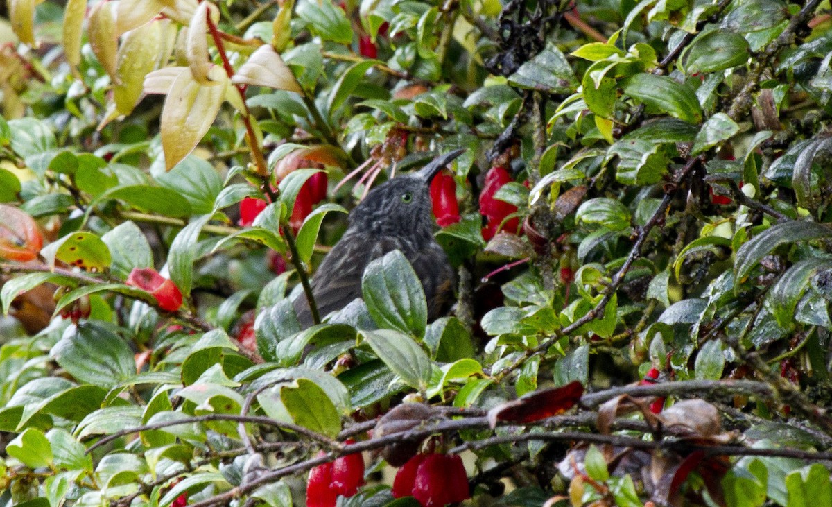 Gray-streaked Honeyeater - ML644669758